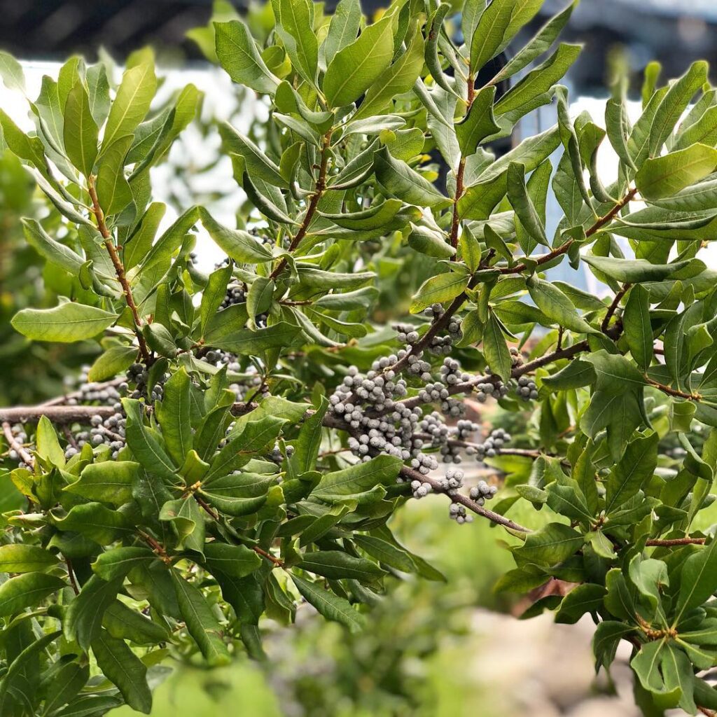 Myrica Pensylvanica