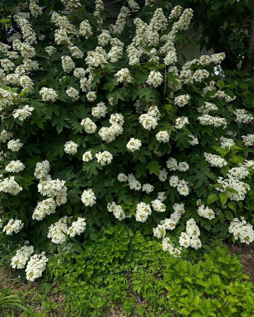 Oakleaf Hydrangea