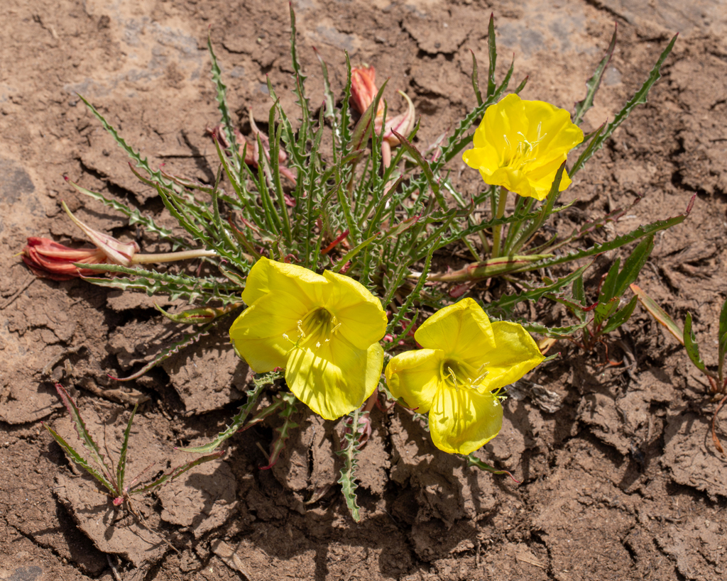 Oenothera acutissima