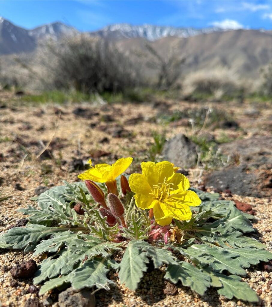 Oenothera primiveris