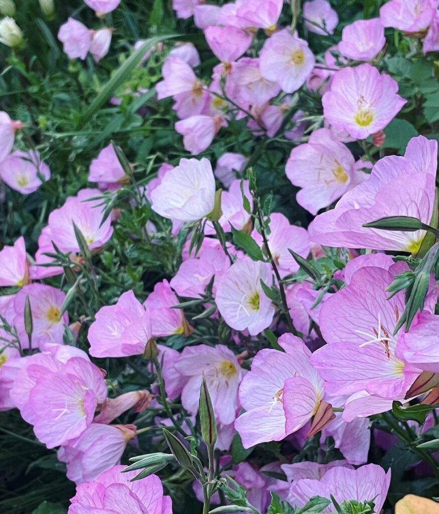 Oenothera speciosa