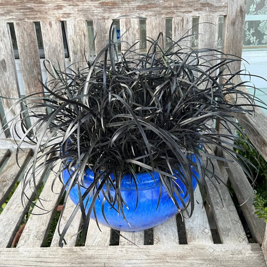 Ophiopogon planiscapus ‘Nigrescens