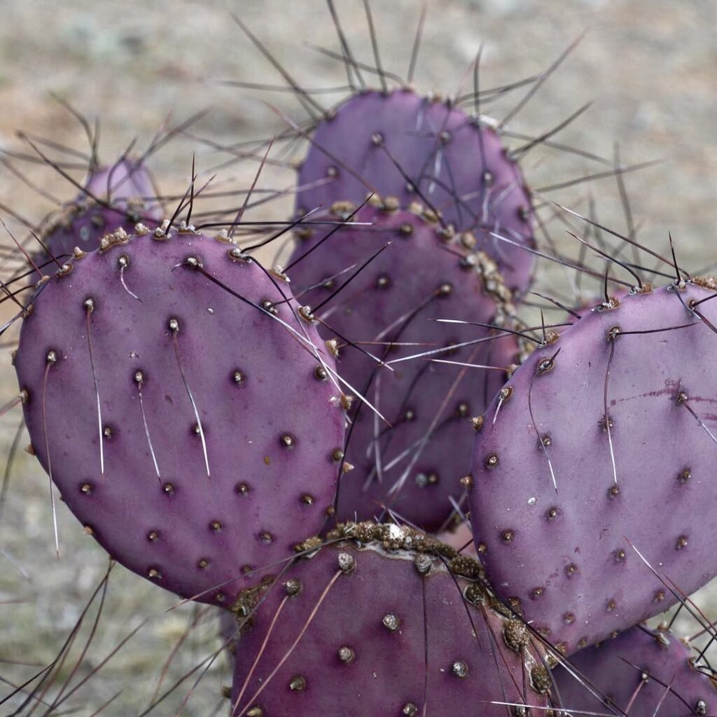 Opuntia macrocentra