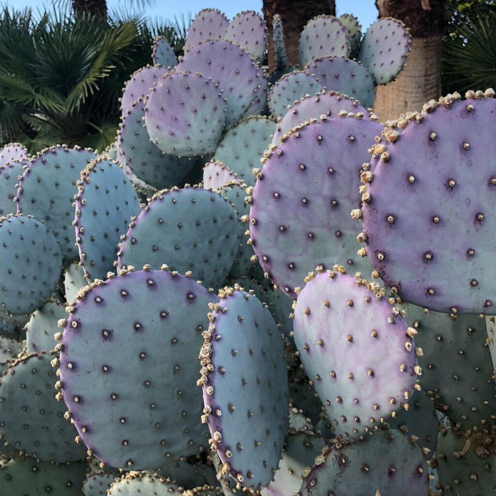 Opuntia violacea