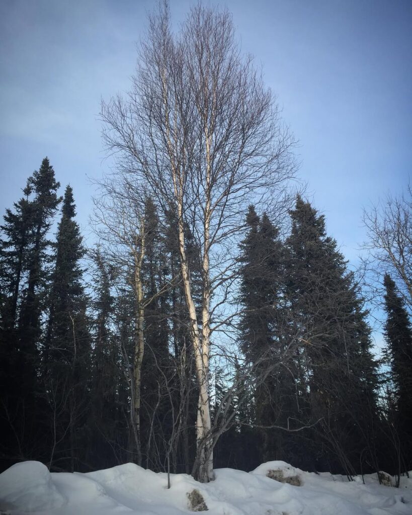 Paper Birch