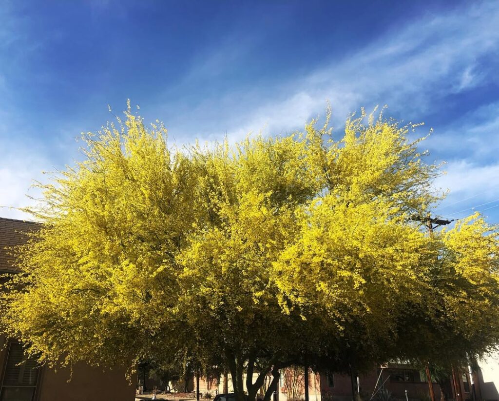 Parkinsonia florida