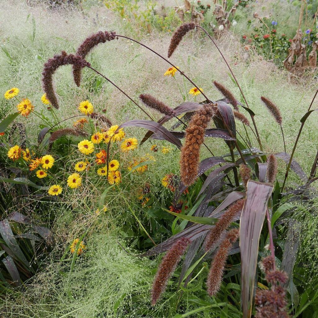Pennisetum glaucum ‘Purple Majesty