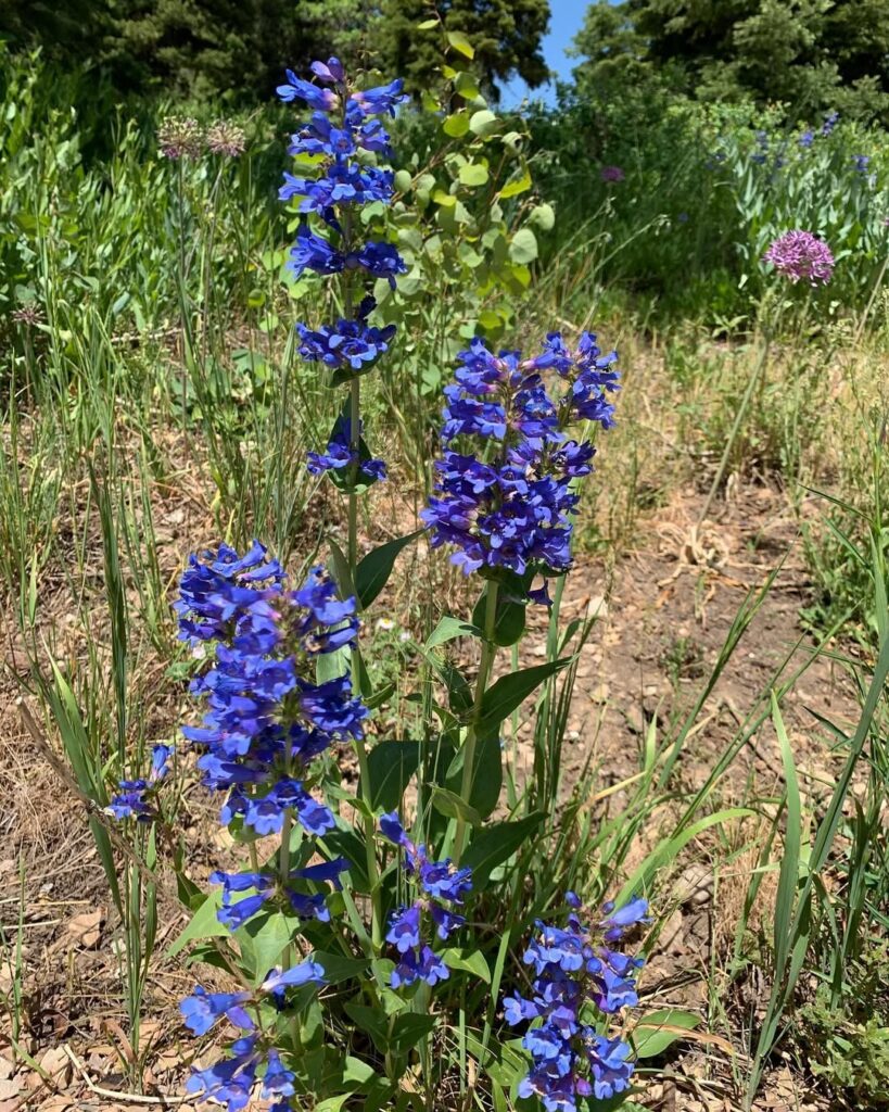 Penstemon cyananthus