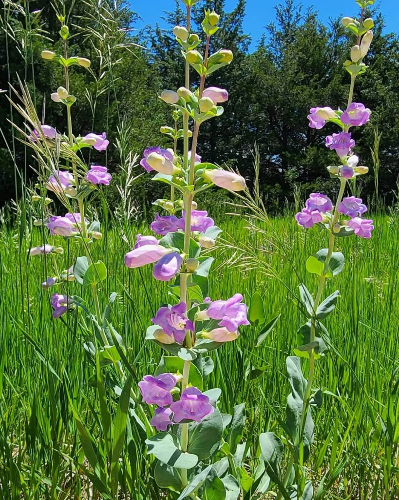 Penstemon grandiflorus