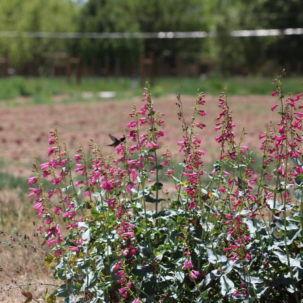 Penstemon pseudospectabilis