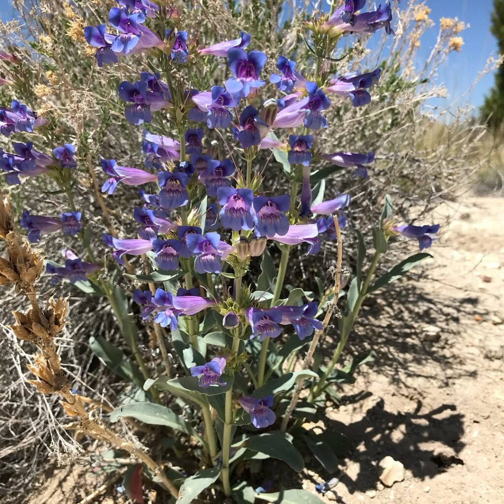Penstemon speciosus
