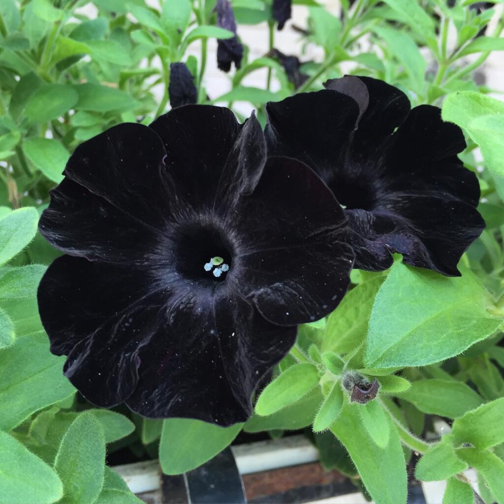 Petunia ‘Black Velvet
