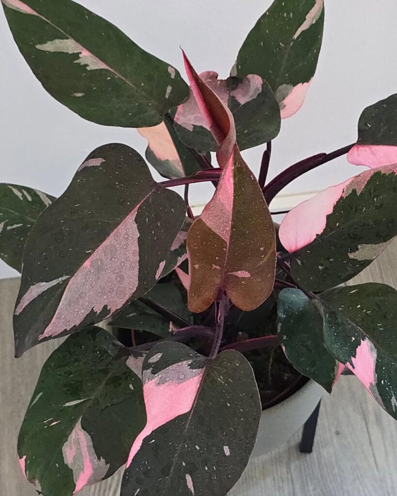 Philodendron erubescens ‘Pink Princess