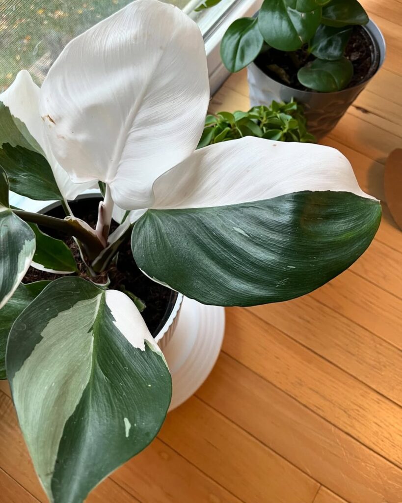 Philodendron ‘White Knight