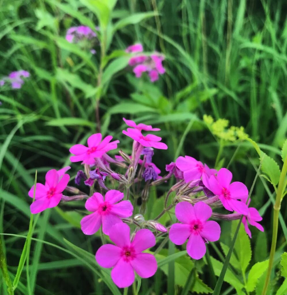 Phlox Pilosa