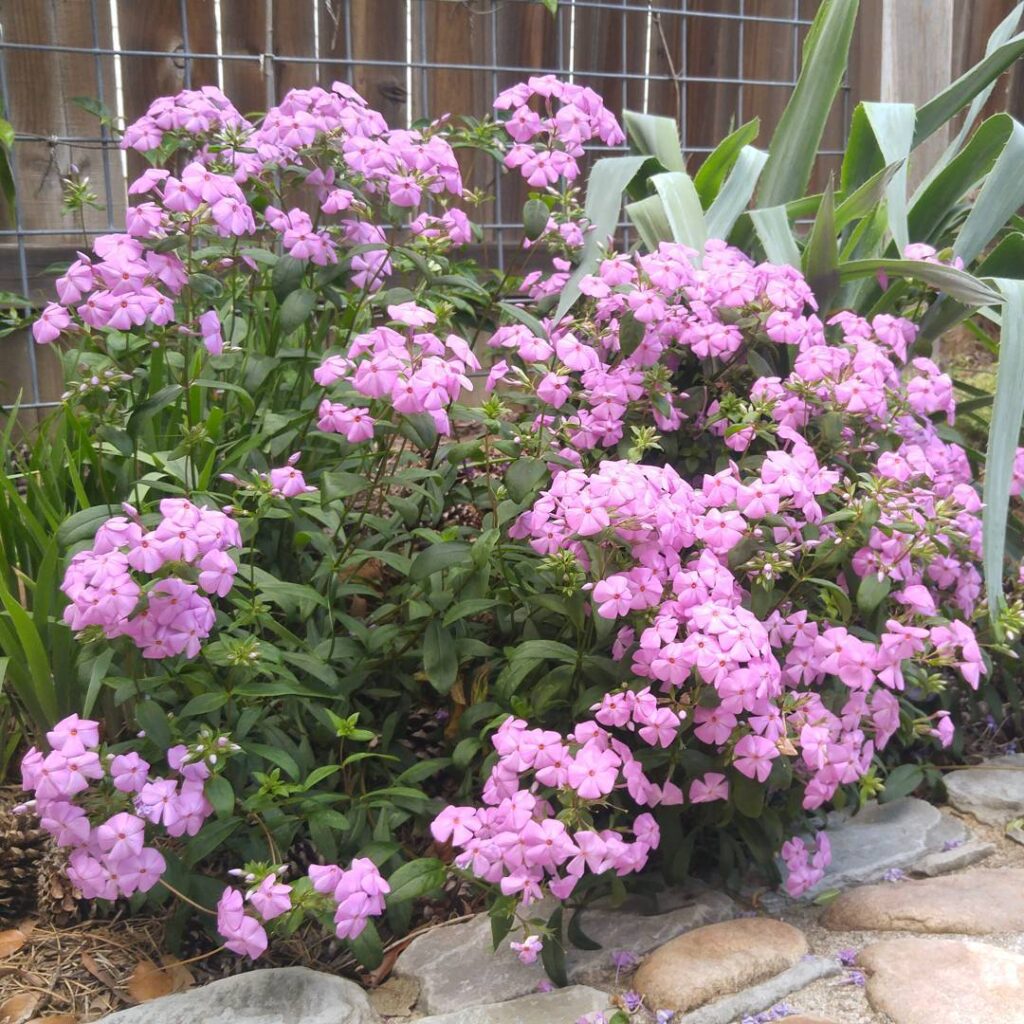 Phlox pulchra