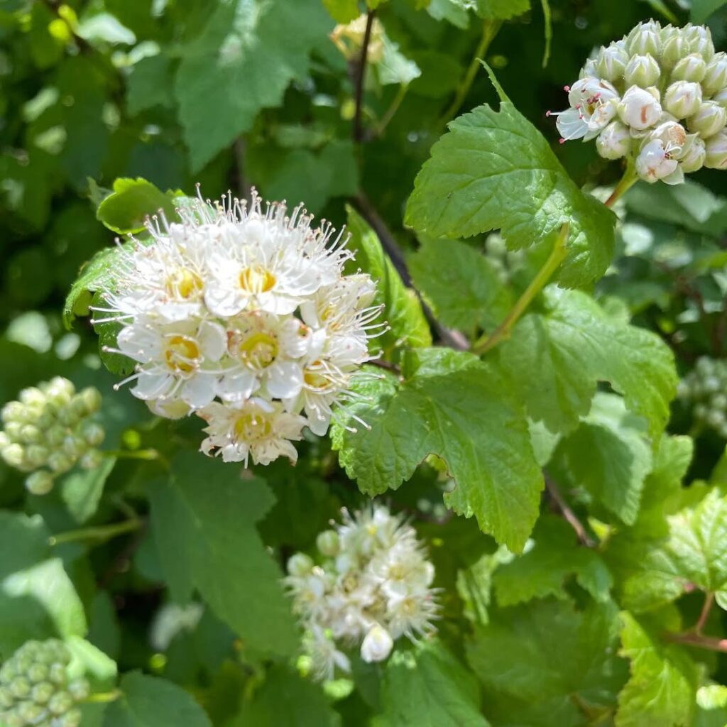 Physocarpus Capitatus