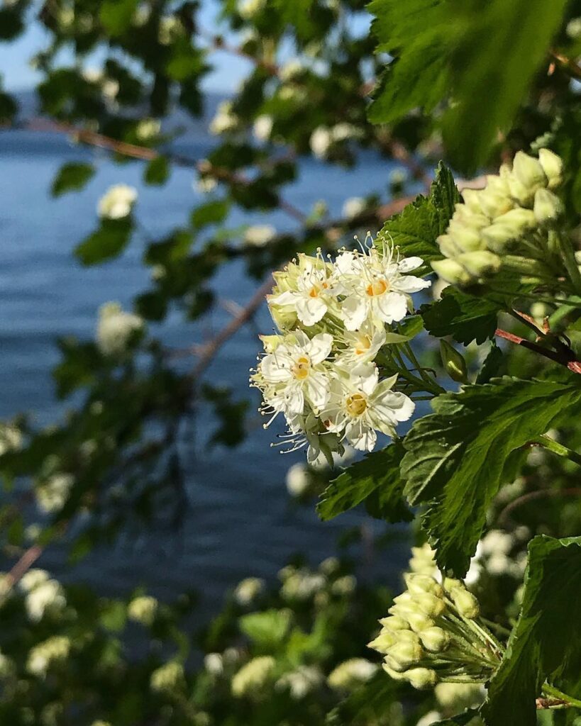 Physocarpus Malvaceus