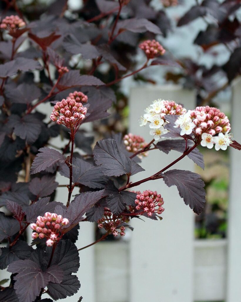 Physocarpus opulifolius