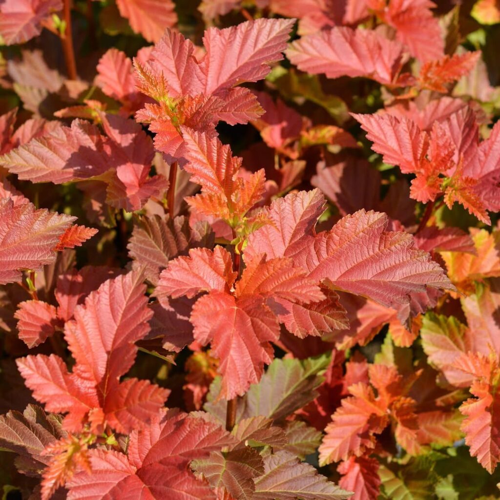 Physocarpus opulifolius ‘Amber Jubilee