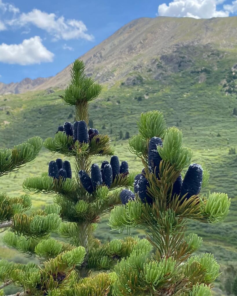 Picea engelmannii