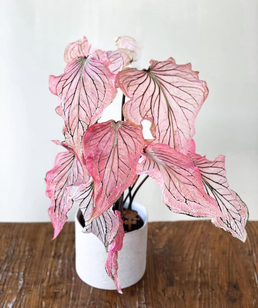Pink Caladium