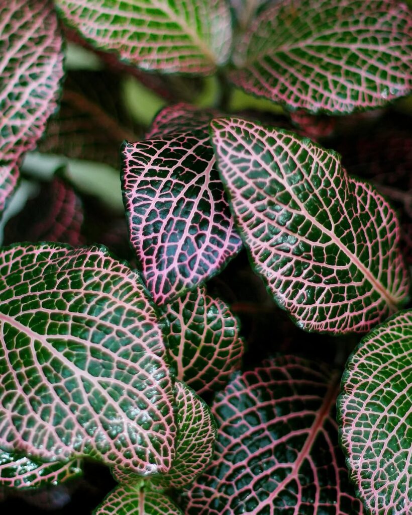 Pink Nerve Plant Fittonia albivenis ‘Pink