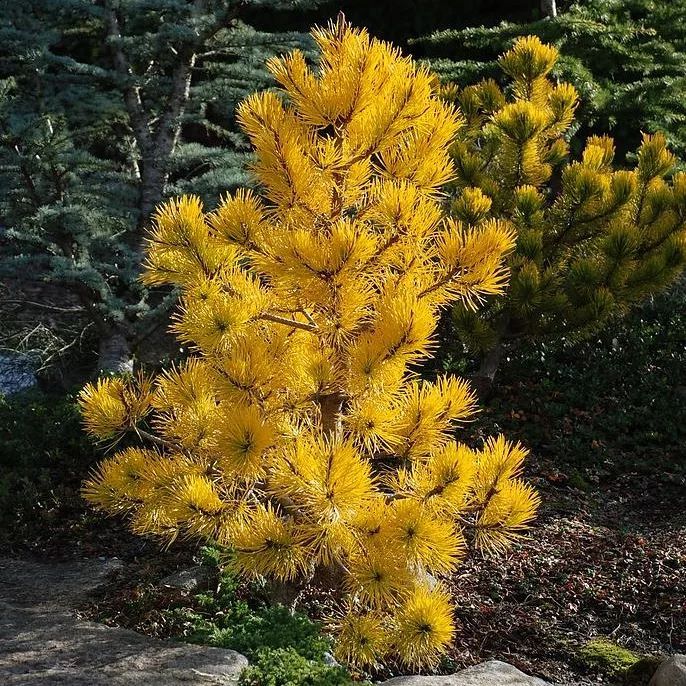 Pinus Contorta
