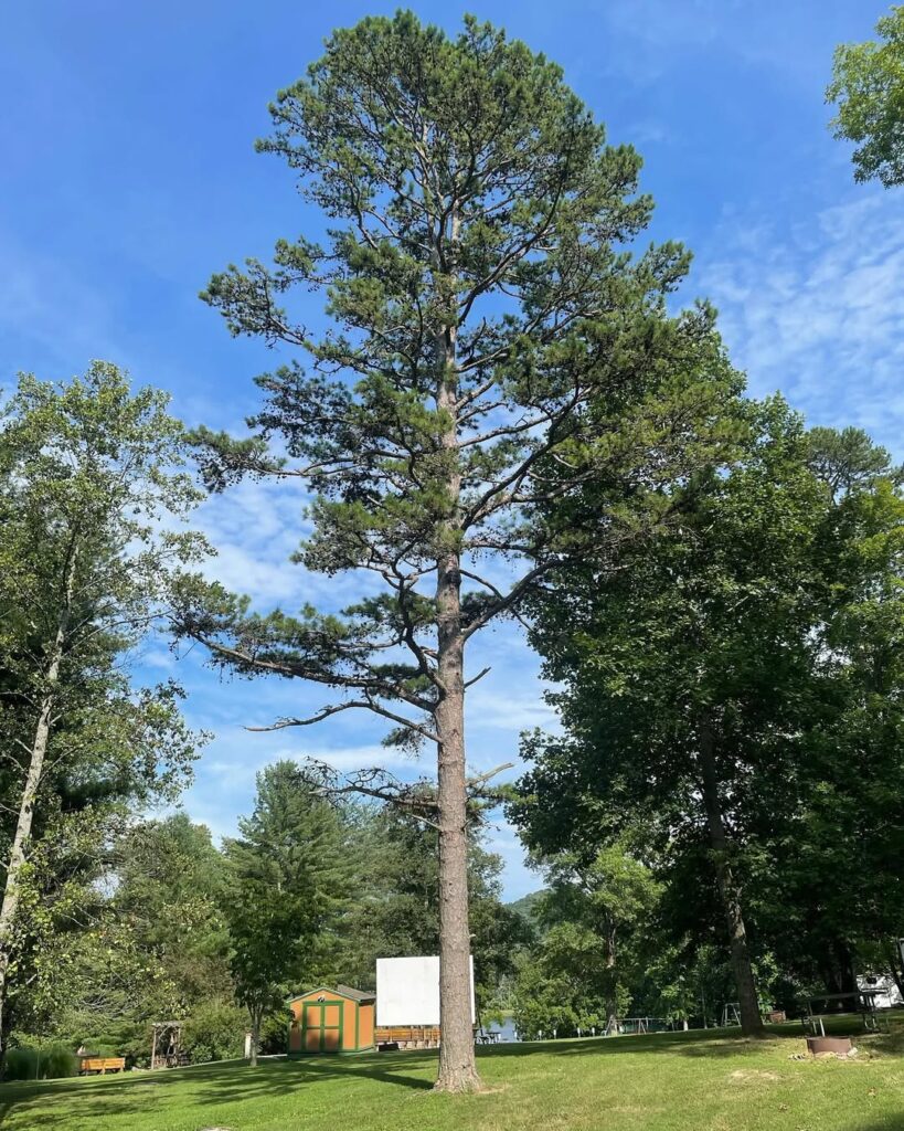 Pinus Echinata