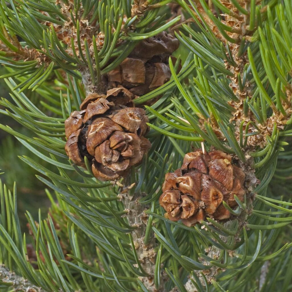 Pinus Edulis
