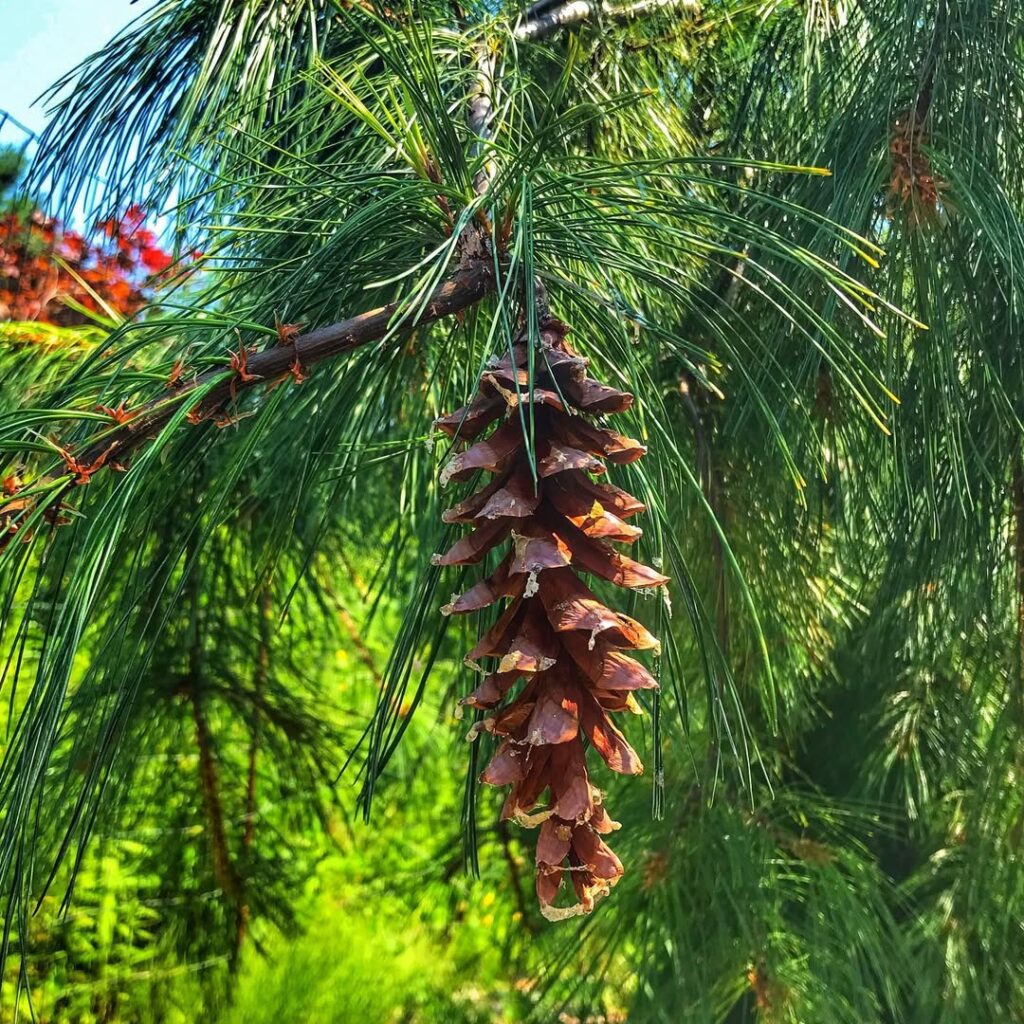 Pinus Monticola