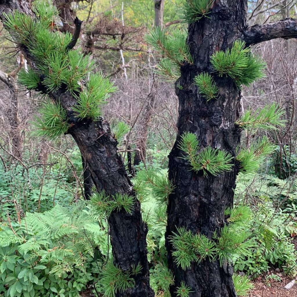 Pinus Rigida