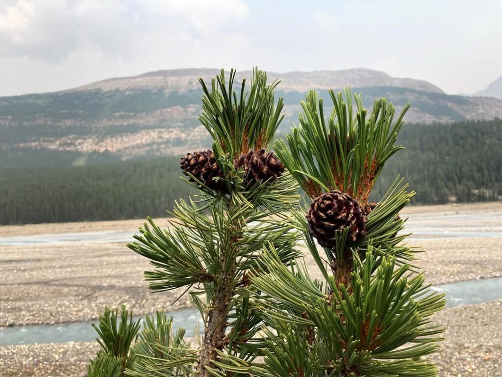 Pinus albicaulis