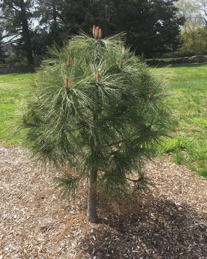 Pinus ponderosa