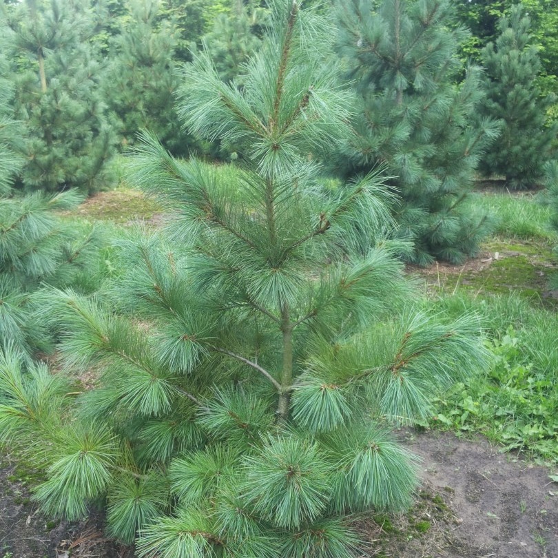 Pinus strobus