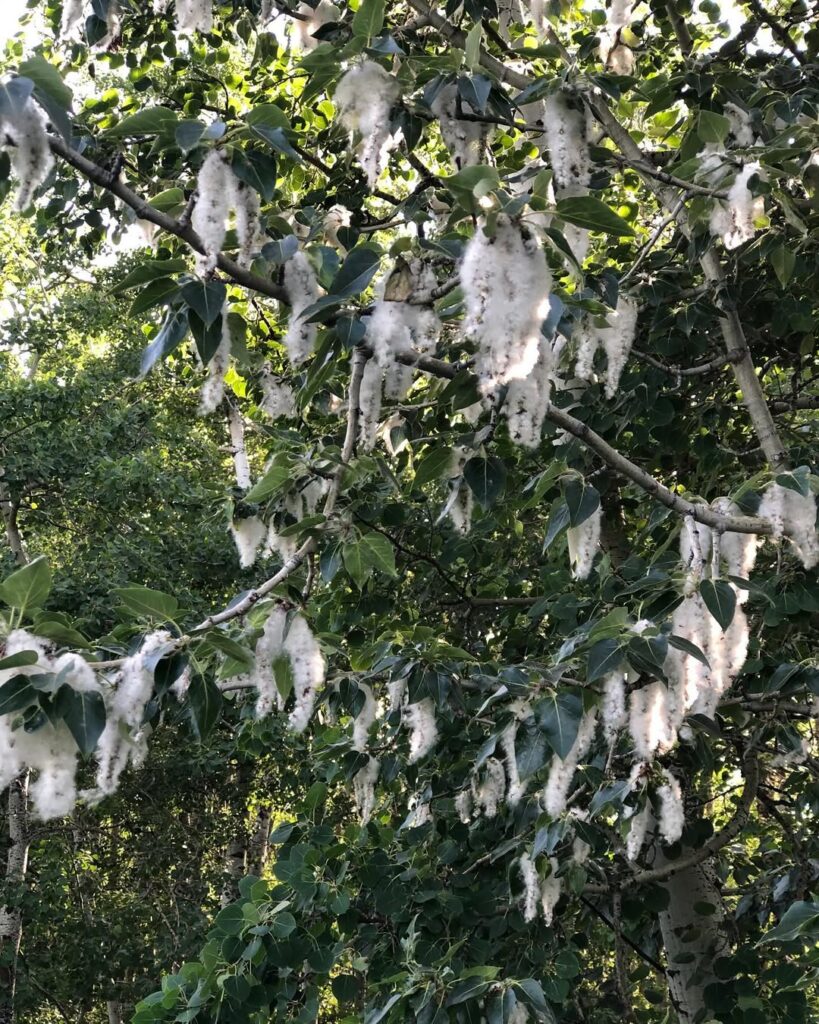 Plains Cottonwood
