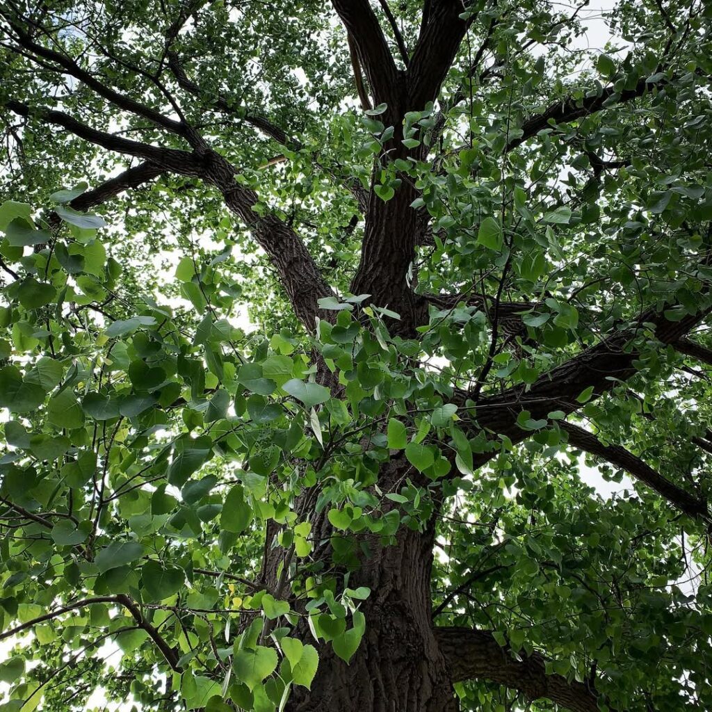 Populus Deltoides