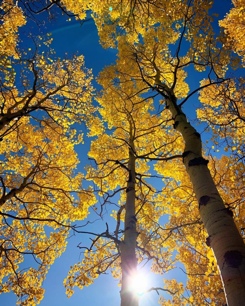 Populus tremuloides