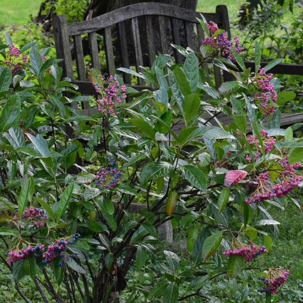 Possumhaw Viburnum