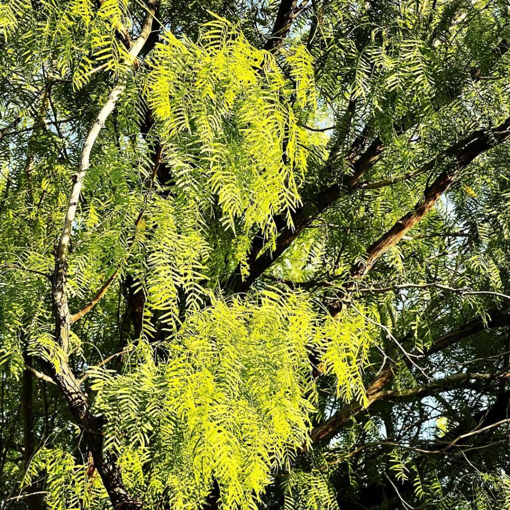 Prosopis glandulosa