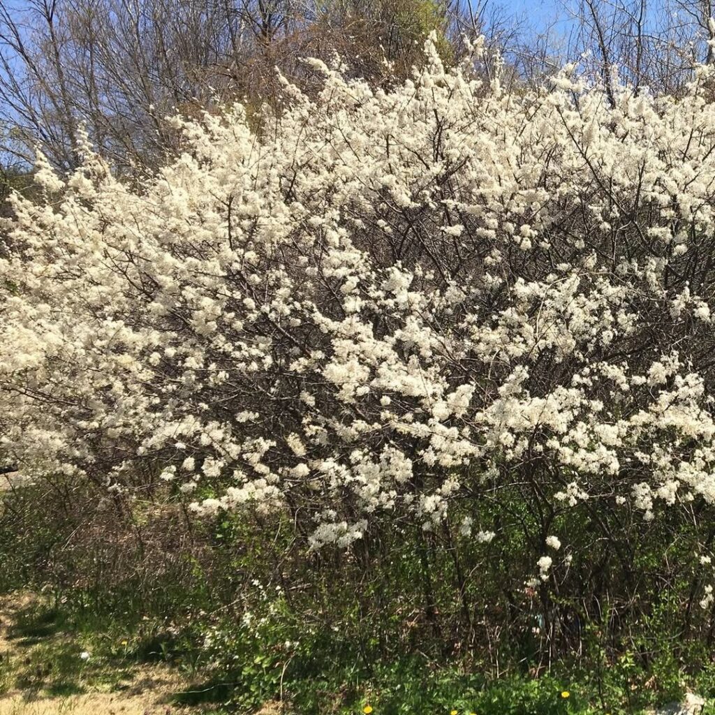 Prunus Americana