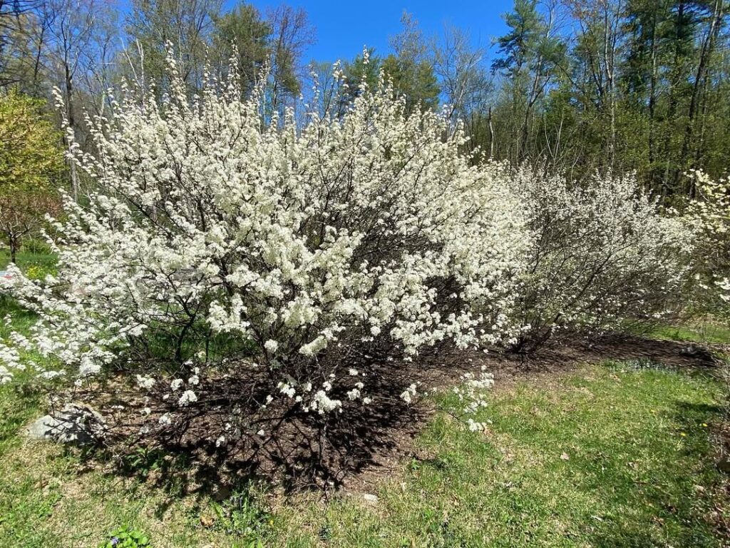 Prunus Maritima