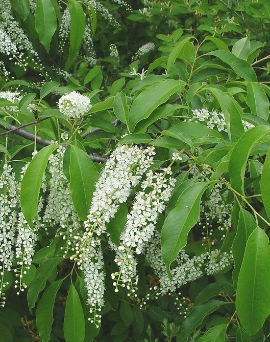 Prunus Serotina