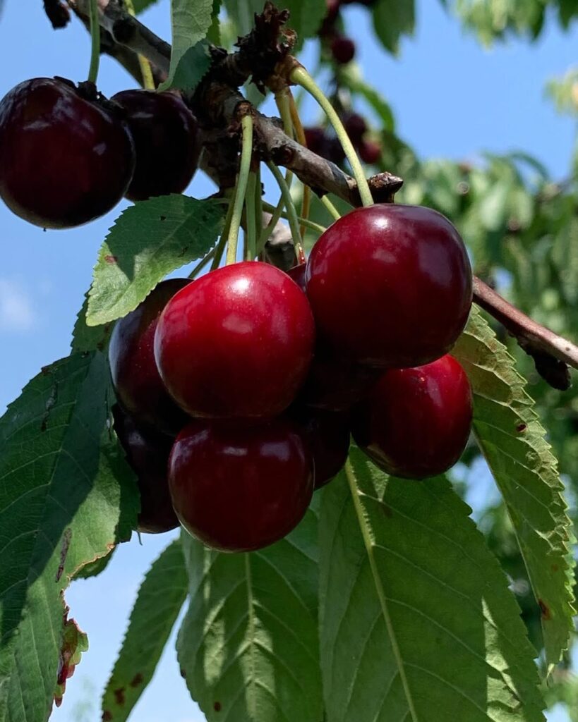 Prunus avium Bing