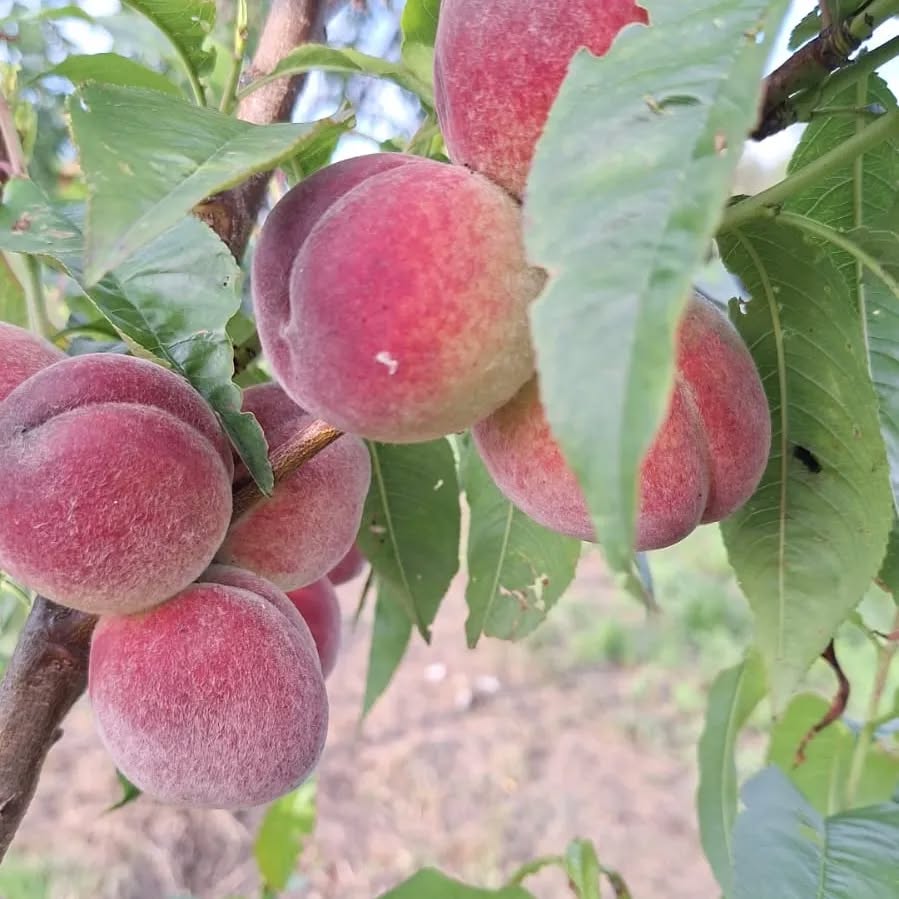 Prunus persica