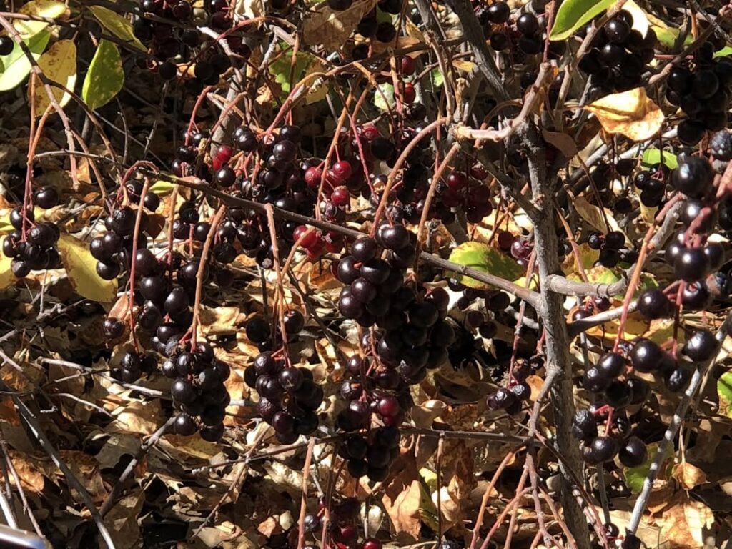 Prunus virginiana var. demissa