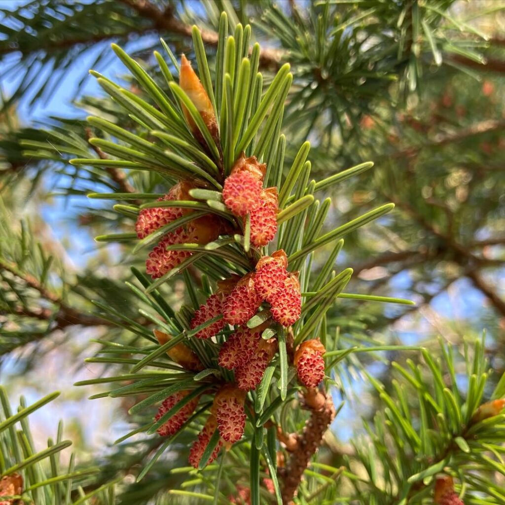 Pseudotsuga Menziesii