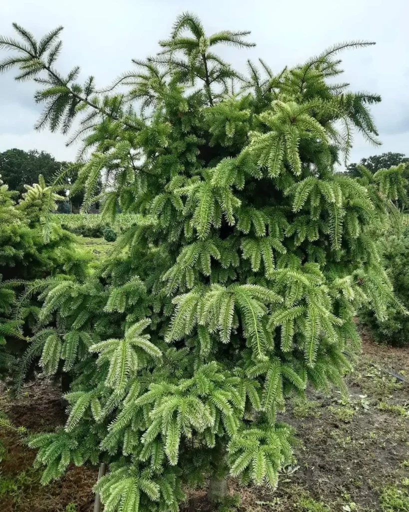 Pseudotsuga Menziesii