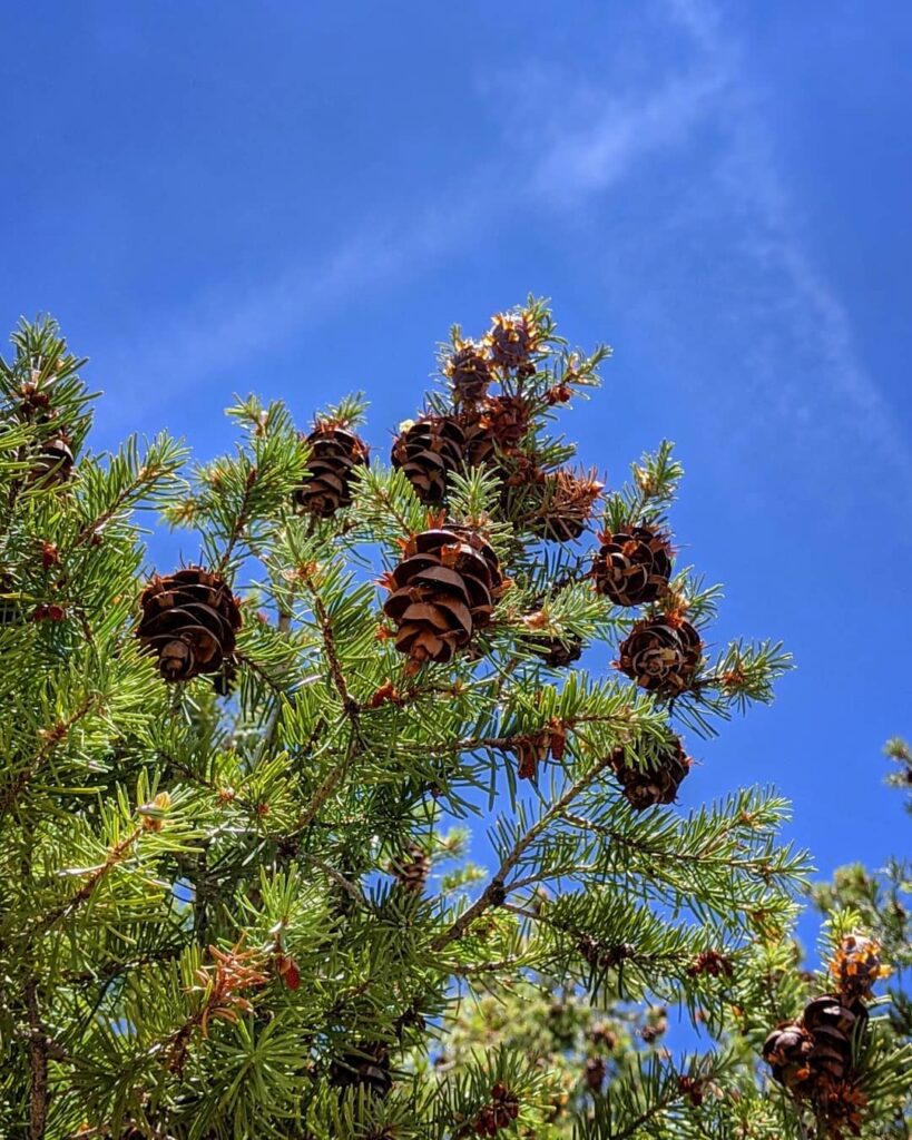 Pseudotsuga menziesii var. glauca