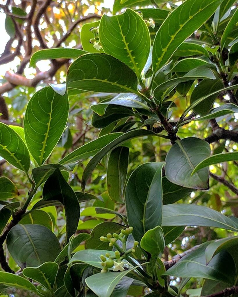 Psychotria hawaiiensis